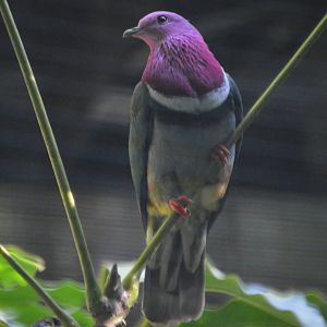 Ptilinopus porphyreus