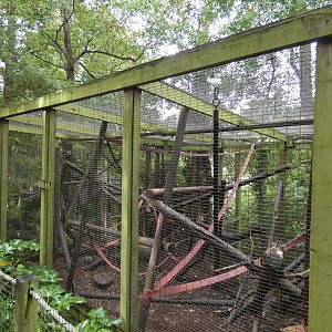 Buffy-headed Capuchin enclosure