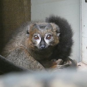 Red-bellied Lemur