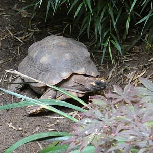 Yellow-footed Tortoise