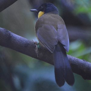 Pterorhinus courtoisi