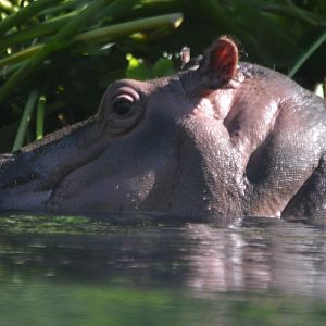 Hippopotamus amphibius "Amahle"