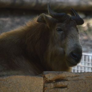 Budorcas taxicolor bedfordi