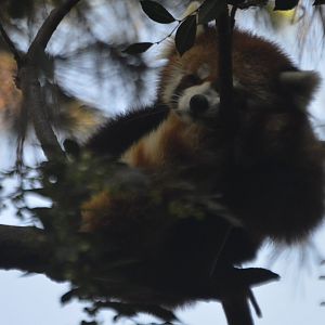 Ailurus fulgens