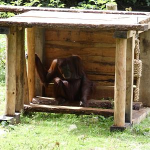 Bornean Orangutan under shelter