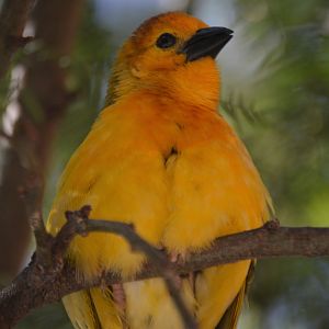 Ploceus castaneiceps