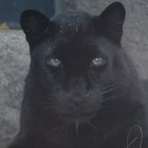 Melanistic Panthera pardus orientalis