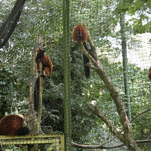 Red ruffed lemurs