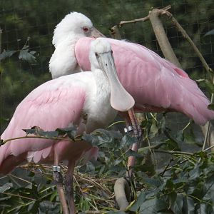 Rosate Spoonbill