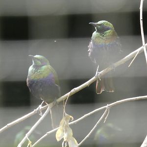 Emerald Starling