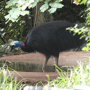 Cassowary
