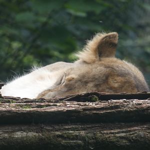 Asiatic Lion