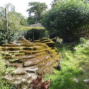 Short-beaked Echidna outdoor enclosure