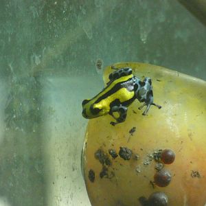 Sira Poison Frog