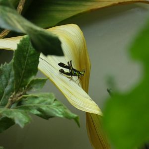 Monkey-face Grasshopper