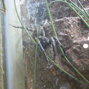 Desertas Wolf Spider
