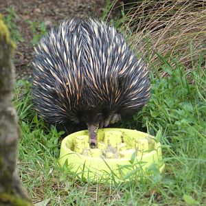 Short-beaked Echidna