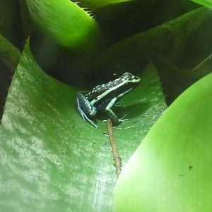 Pleasing Poison Frog