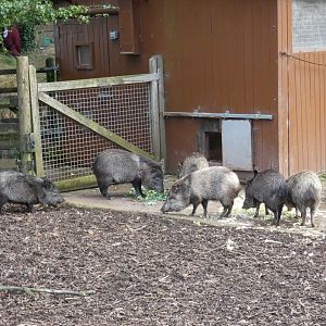 Collared Peccary