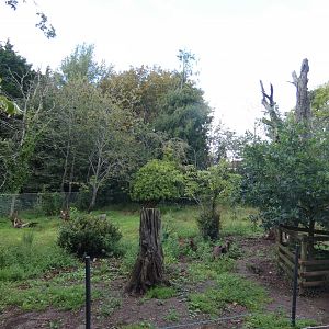 Red River Hog enclosure