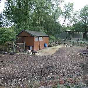 Collared Peccary enclosure