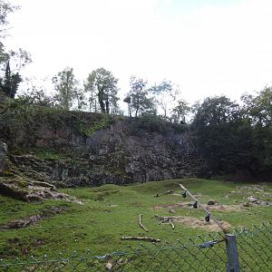 Mishmi Takin enclosure