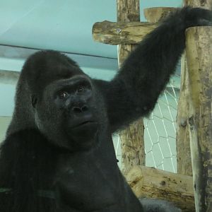 Western Lowland Gorilla