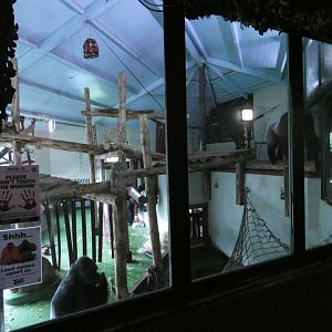 Gorilla indoor enclosure