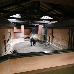 Black Rhino indoor enclosure