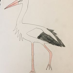 White Stork