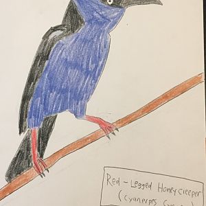 Red-Legged Honeycreeper