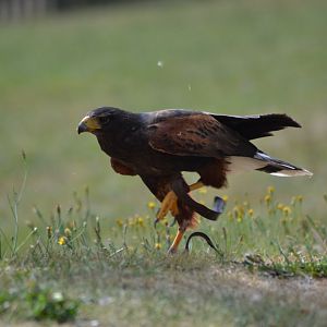 Harris' hawk in the bird show "Wings" at Kolmården