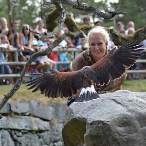 Harris' hawk in the bird show "Wings" at Kolmården
