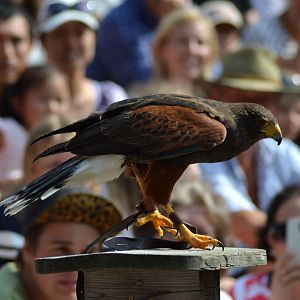 Harris' hawk in the bird show "Wings" at Kolmården