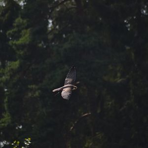 Laggar falcon "Hop" in the bird show "Wings" at Kolmården