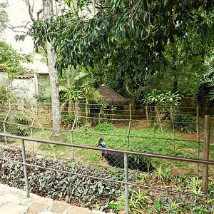 Southern cassowary exhibt - Zoo São Paulo