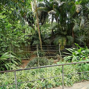 Southern cassowary exhibt - Zoo São Paulo