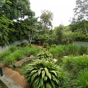Giant anteater exhibit - Zoo São Paulo