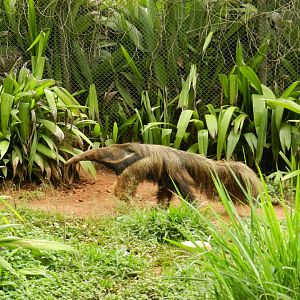 Giant anteater - Zoo São Paulo