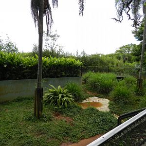 Giant anteater exhibit - Zoo São Paulo