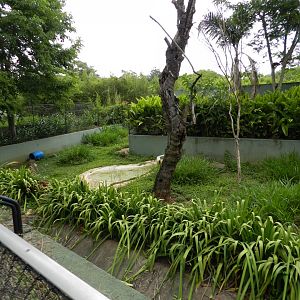 Crab-eating fox exhibit - Zoo São Paulo