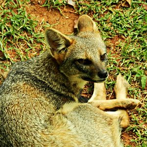 "Simone", the Hoary fox - Zoo São Paulo