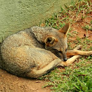 "Simone", the Hoary fox - Zoo São Paulo