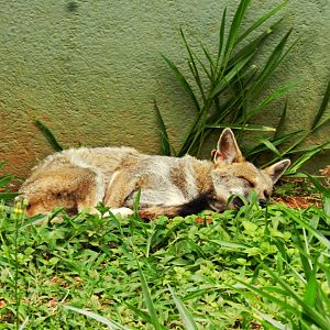 "Simaria", the Hoary fox - Zoo São Paulo