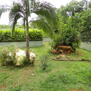 Hoary fox exhibit - Zoo São Paulo