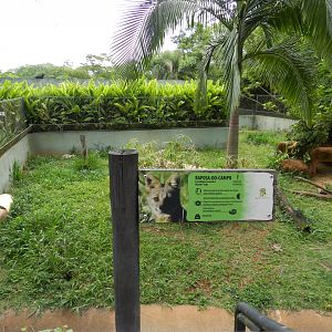 Hoary fox exhibit - Zoo São Paulo