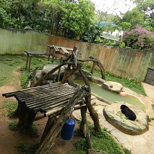 Spectacled (andean) bear exhibit - Zoo São Paulo
