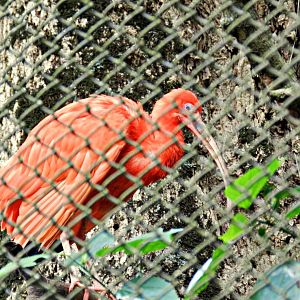 Scarlet Ibis - Zoo São Paulo