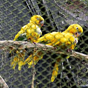 Golden parakeets - Zoo São Paulo