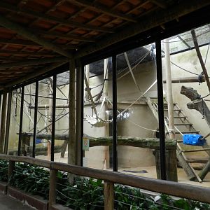 Amazonian wooly monkey exhibit - Zoo São Paulo